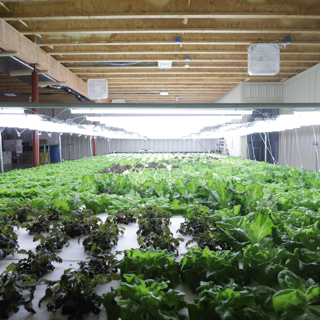 Deep Water Culture (DWC) Kit