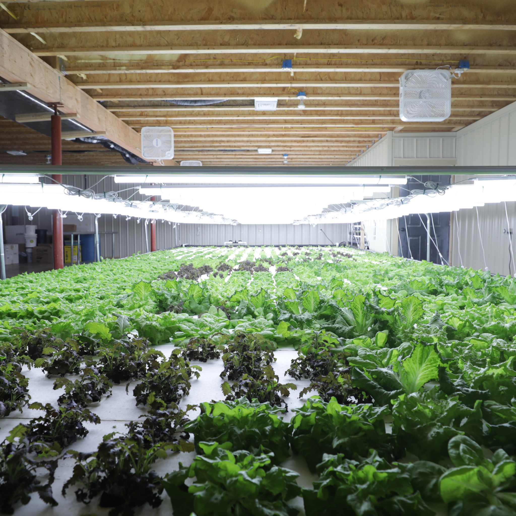 Deep Water Culture (DWC) Kit