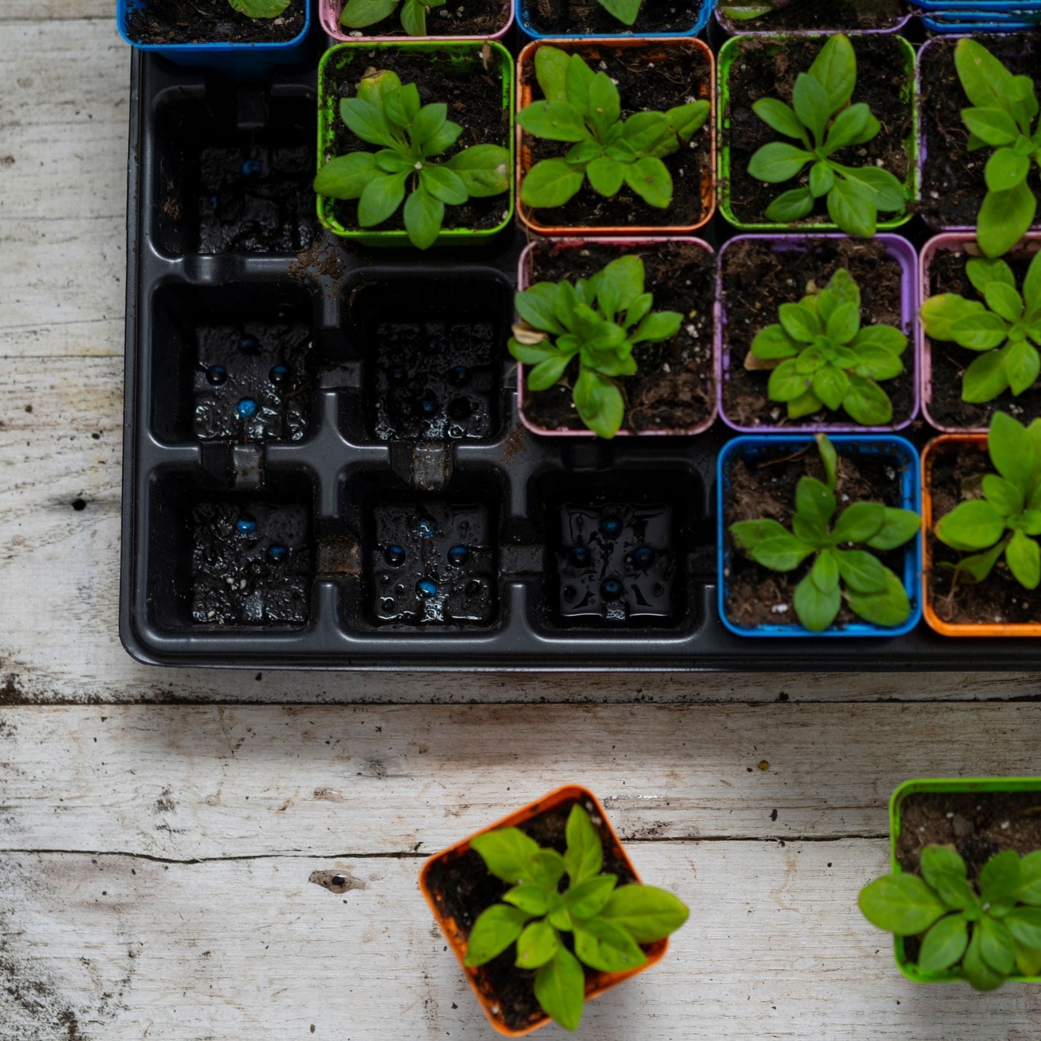 32-Cell Reusable Plant Starter Trays with Inserts