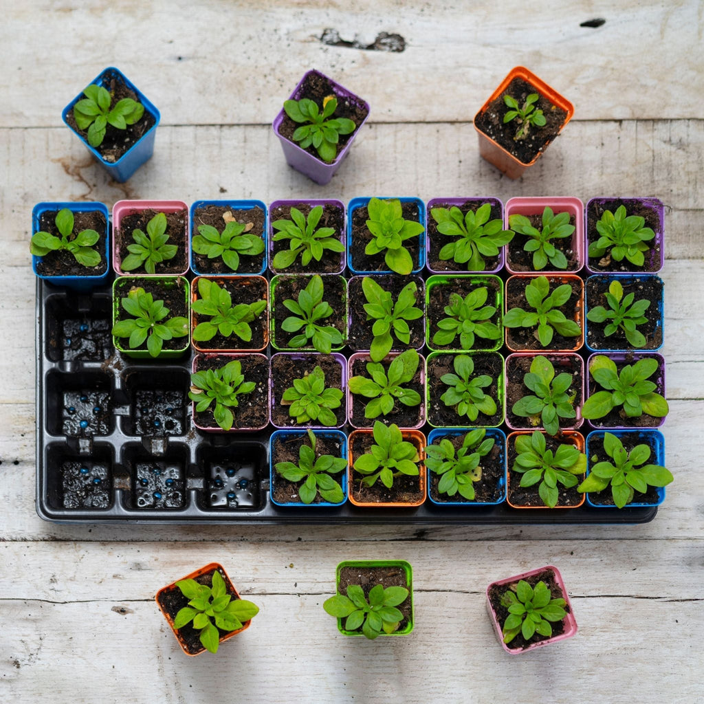 32-Cell Reusable Plant Starter Trays with Inserts