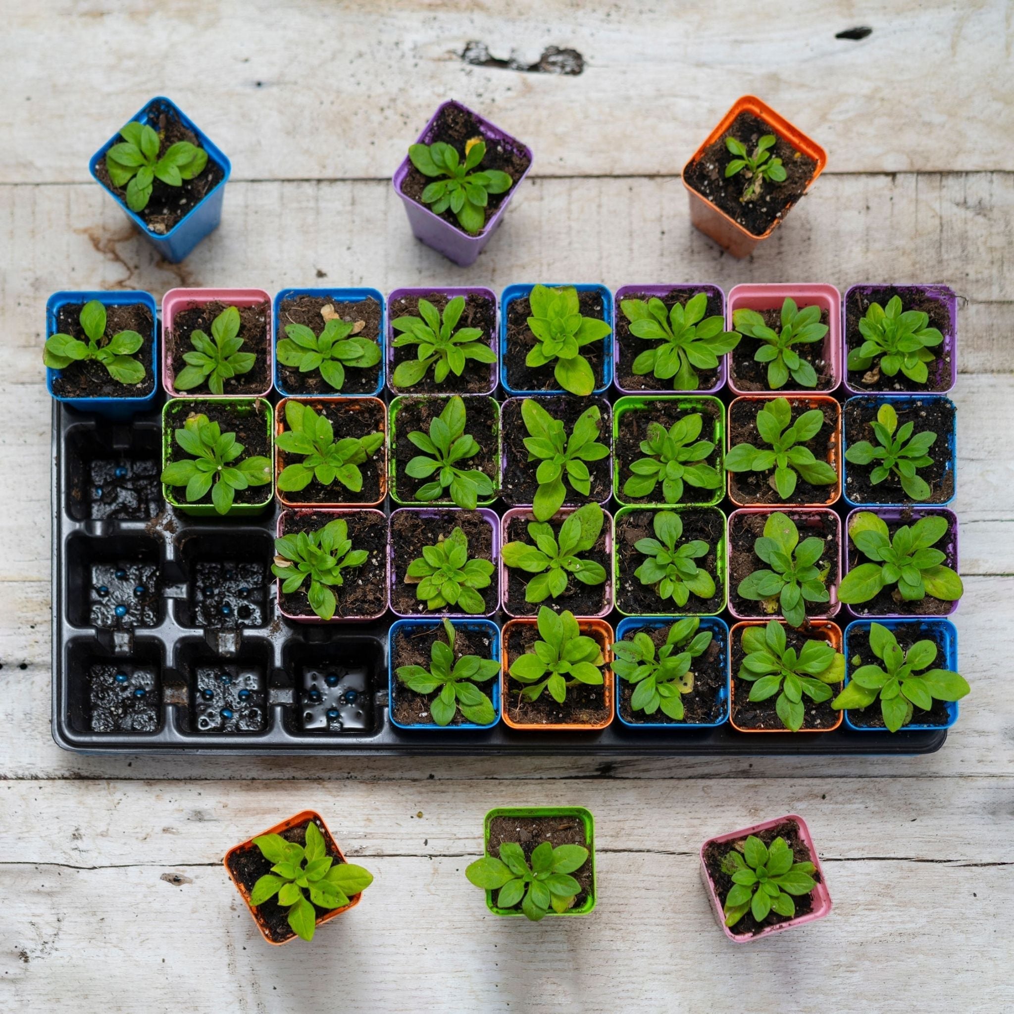 32-Cell Reusable Plant Starter Trays with Inserts