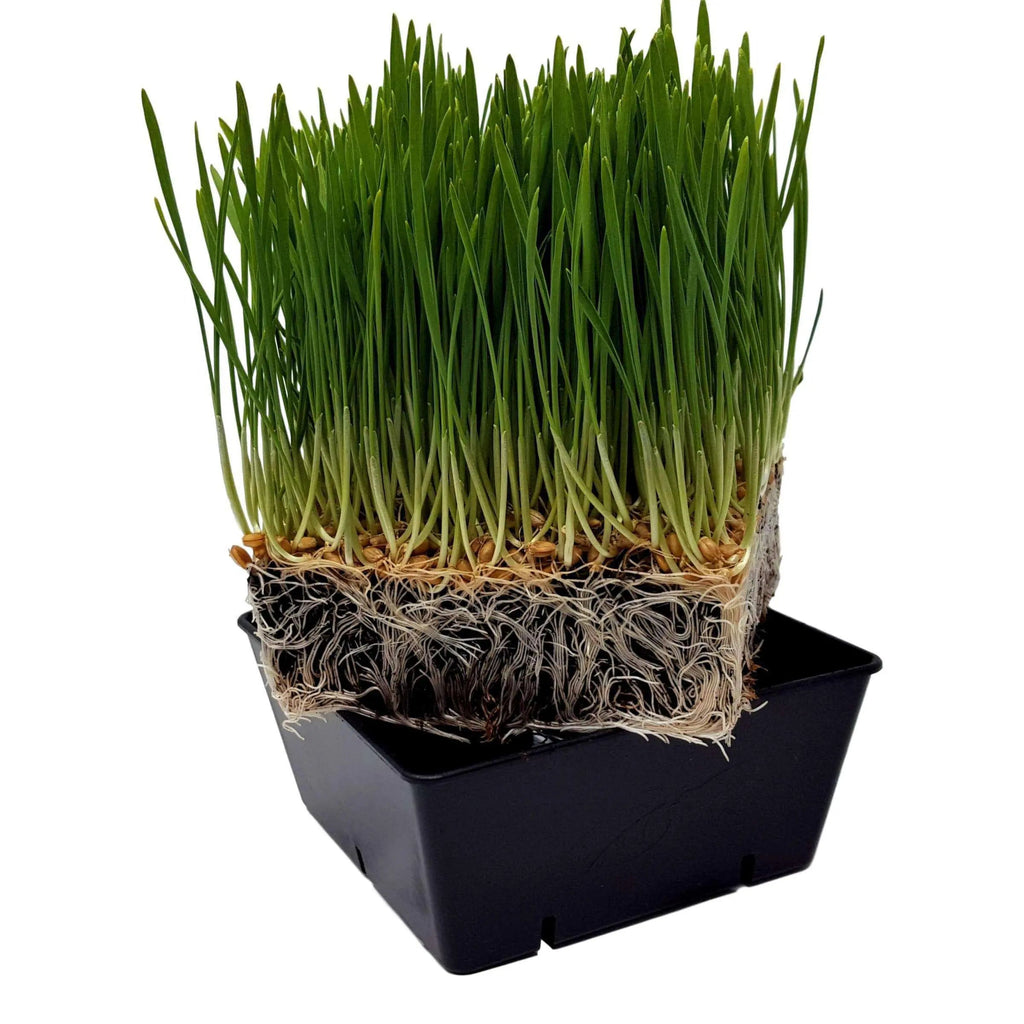 5x5 Deep Grow Tray Inserts