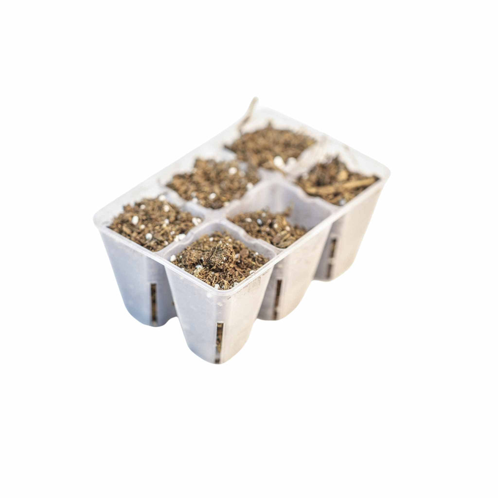 6 Cell Plug Tray Inserts