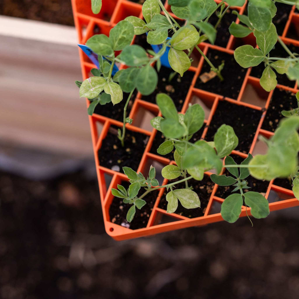 Air Prune Heavy Duty Propagation Tray - 72 Cell