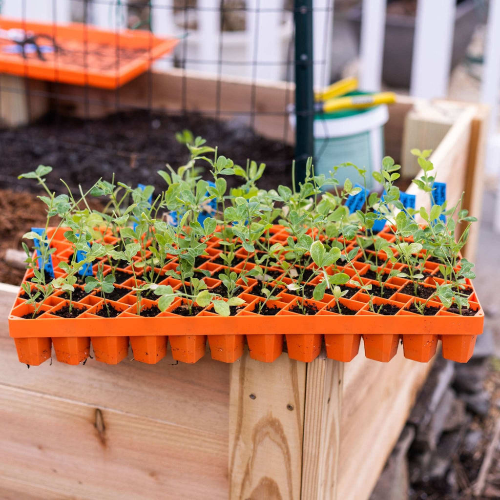 Air Prune Heavy Duty Propagation Tray - 72 Cell