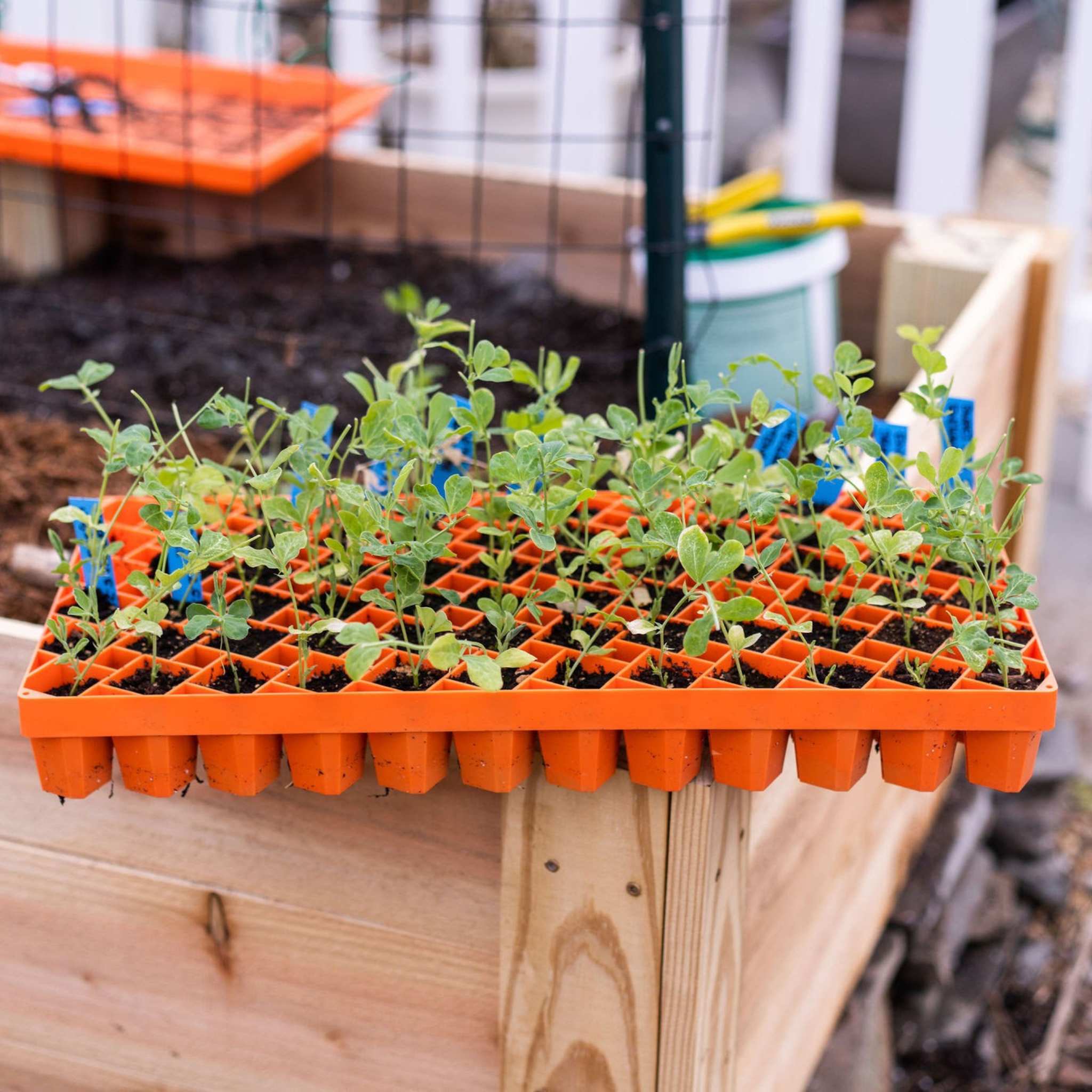 Air Prune Heavy Duty Propagation Tray - 72 Cell