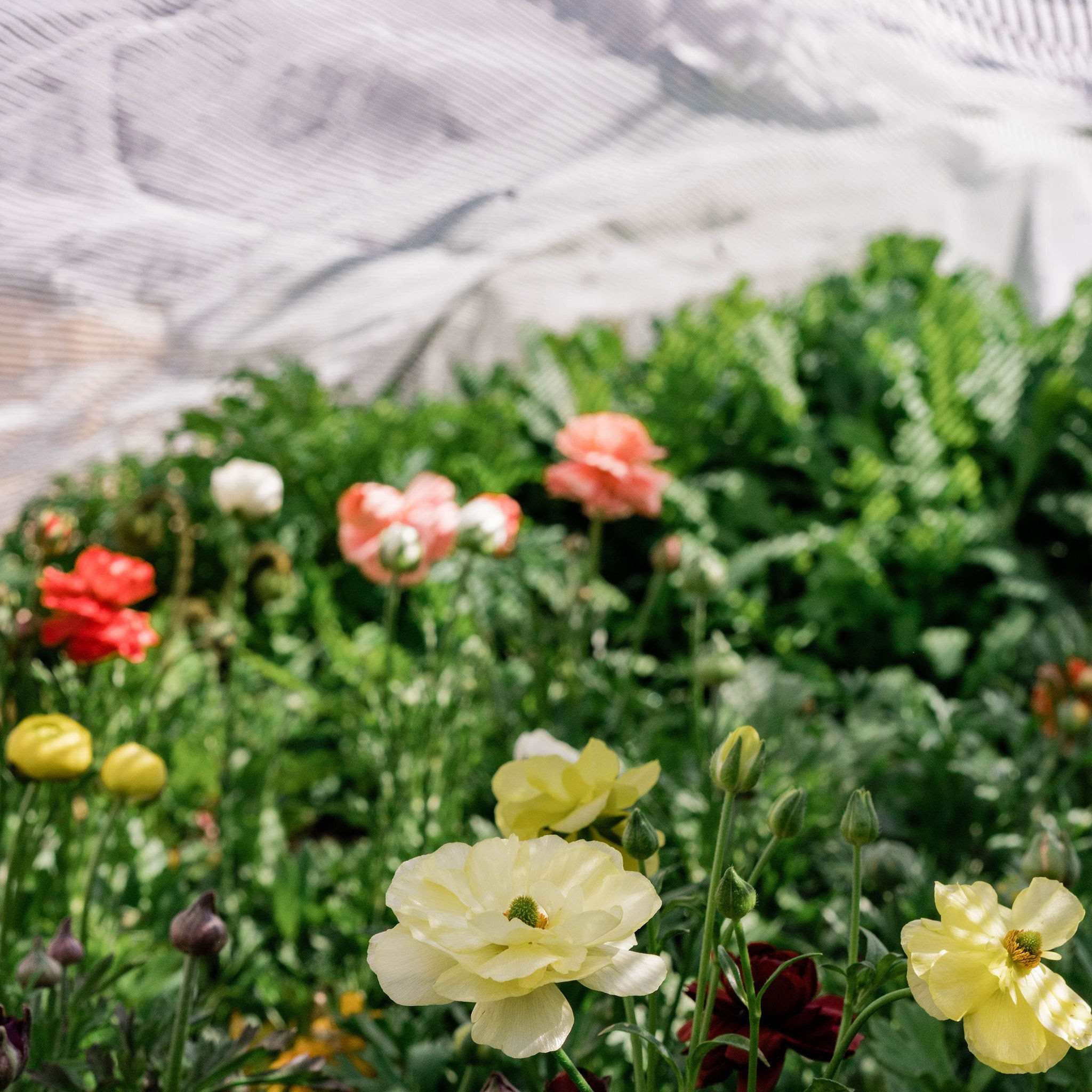 Greenhouse Aluminum White Shade Cloth- 50%
