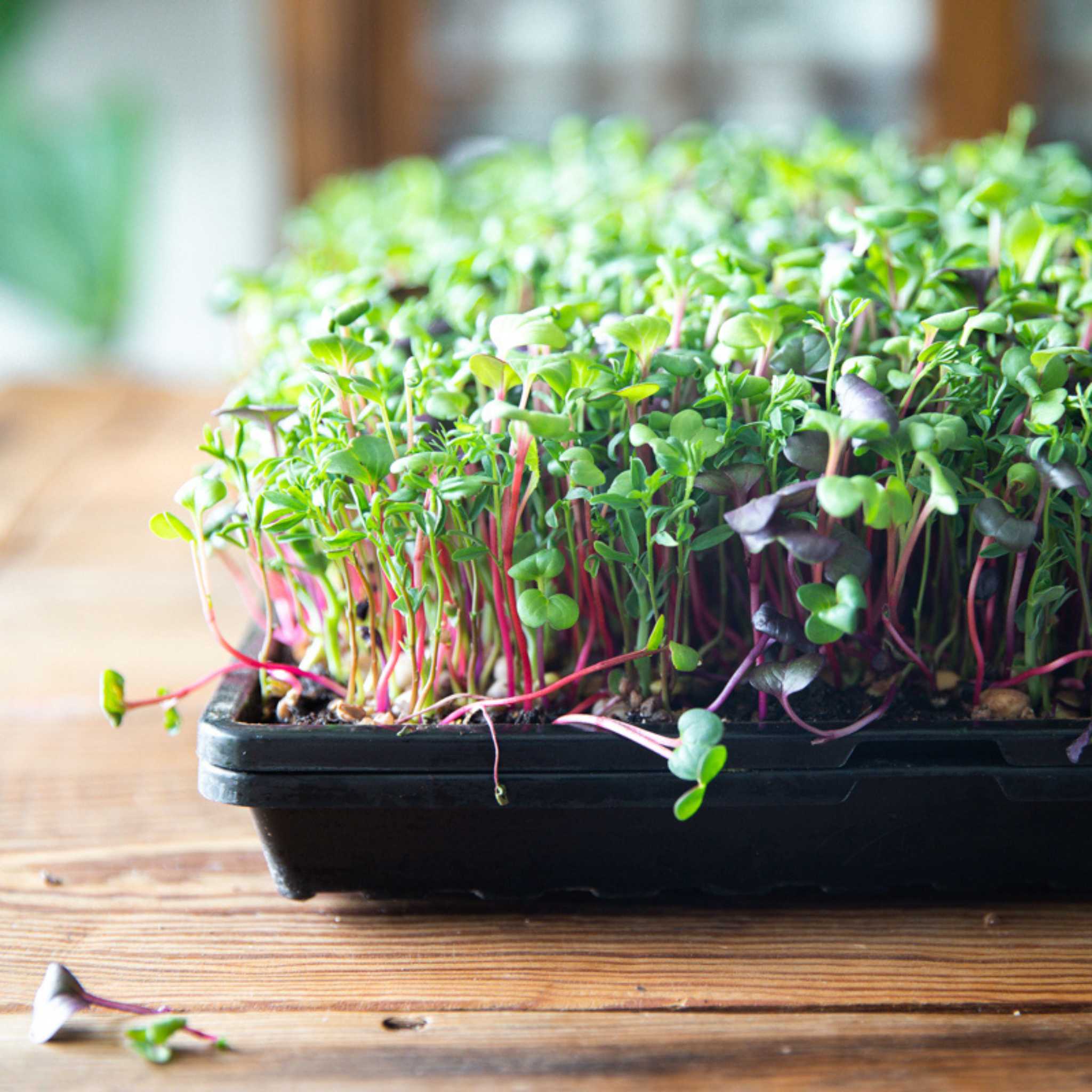 1020 Microgreen Trays | Extra Strength Shallow 1020 Trays