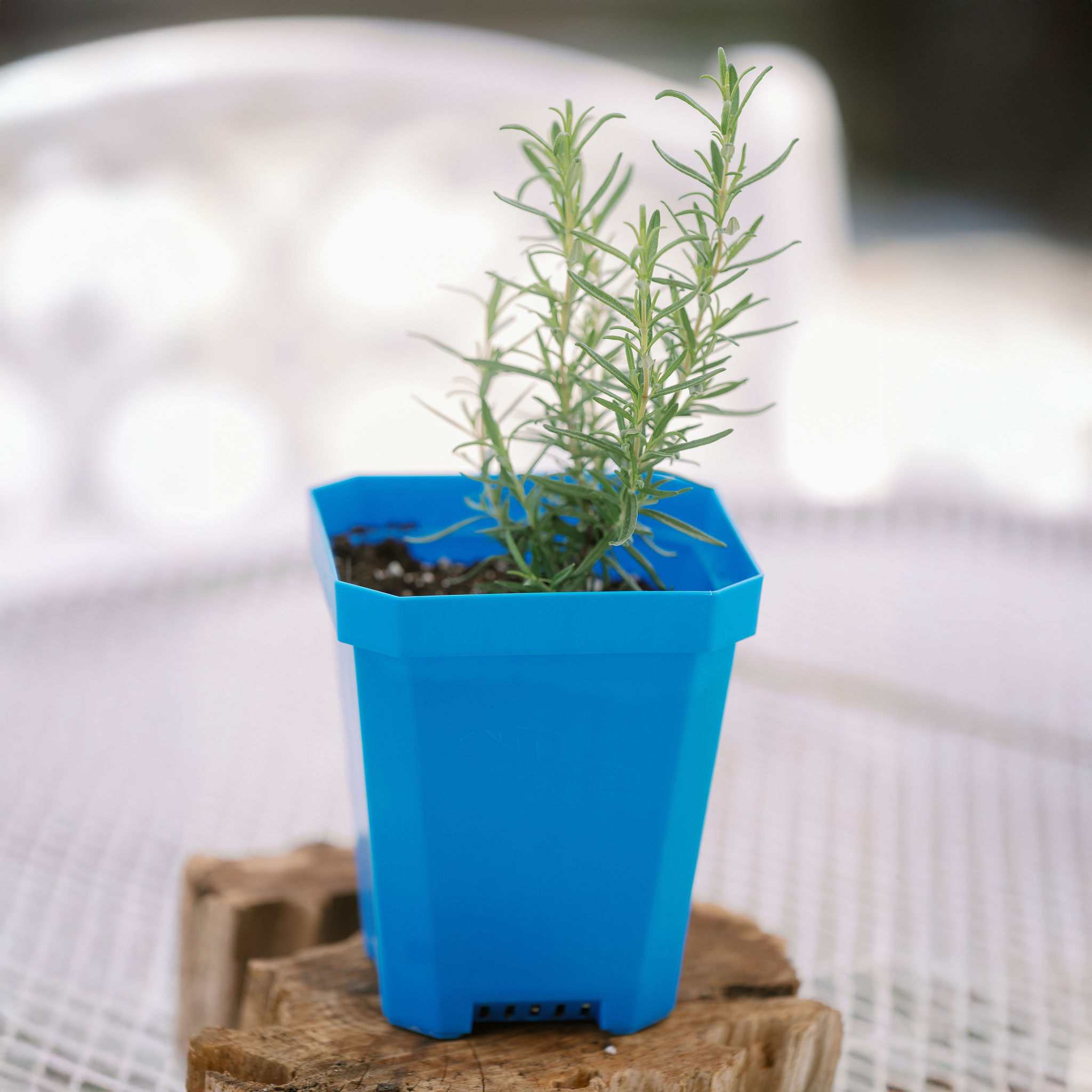 5" Nursery Pots with Insert Tray