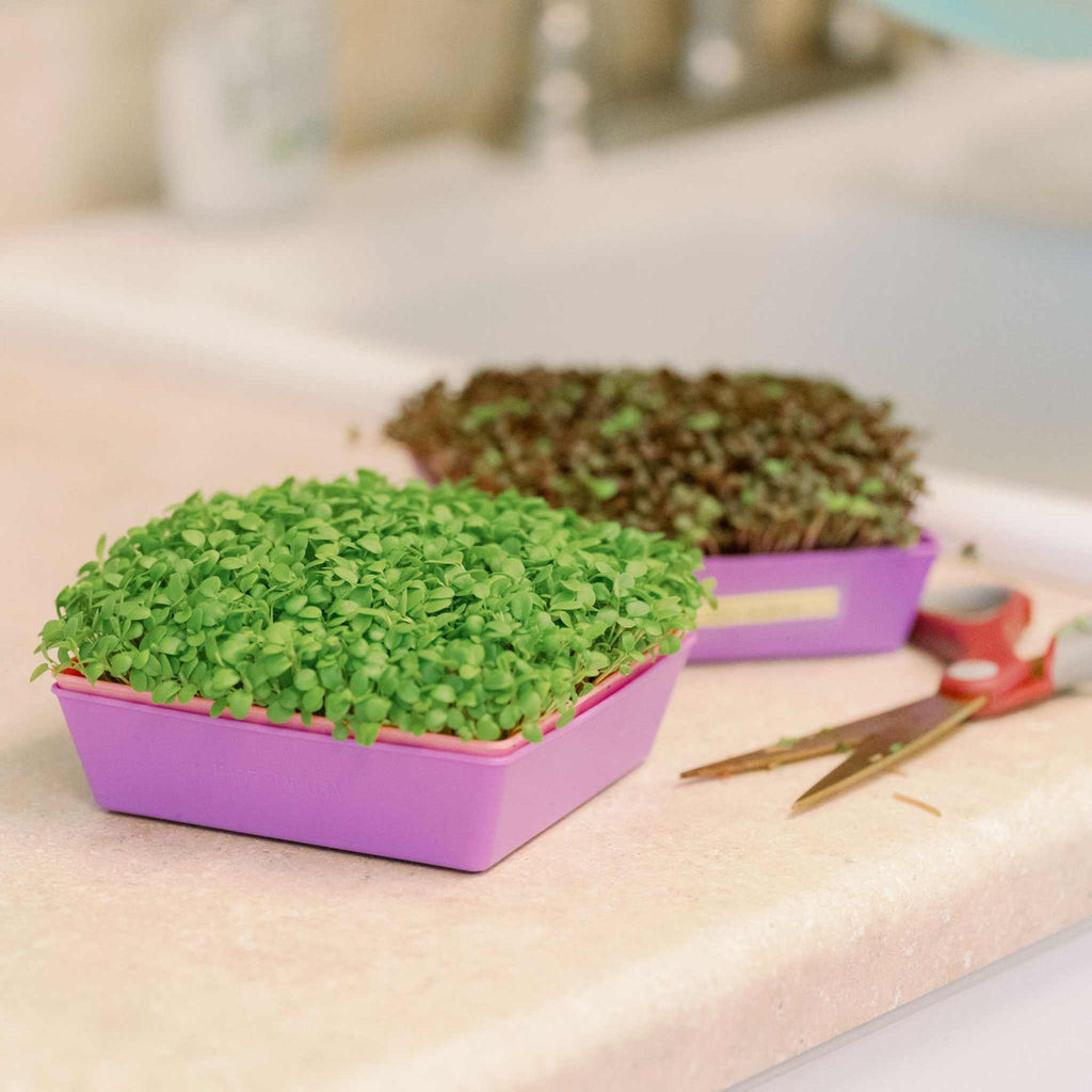 5X5 Extra Strength Shallow Microgreen Trays