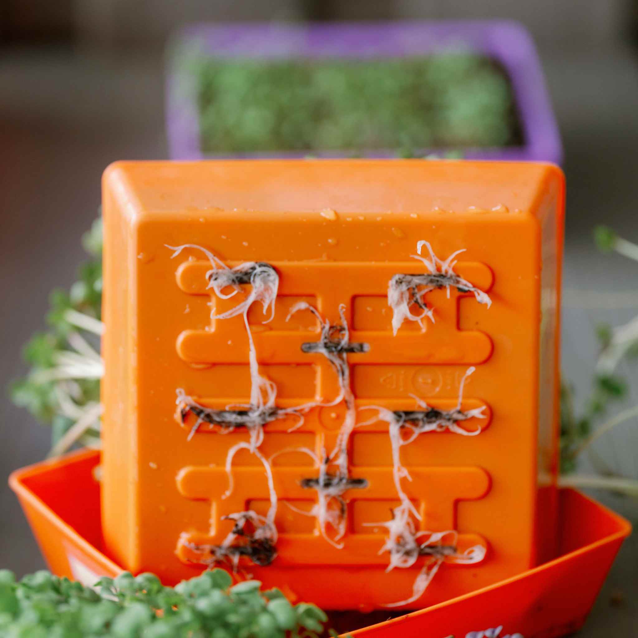 5X5 Extra Strength Shallow Microgreen Trays