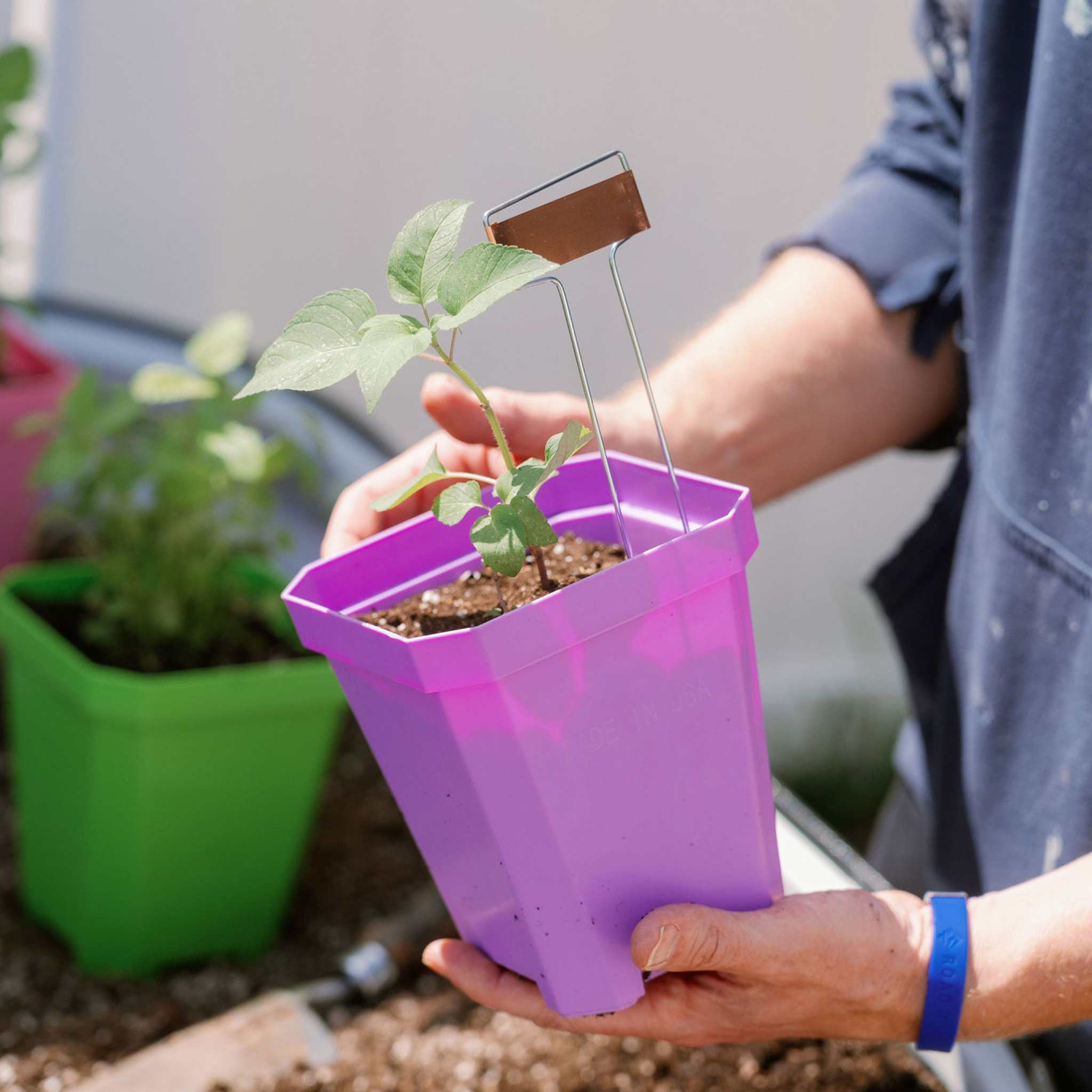 5" Nursery Pots with Insert Tray