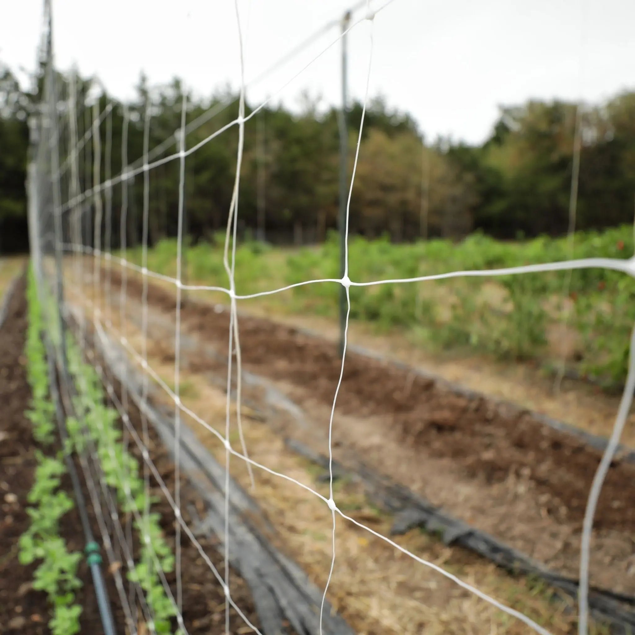 Trellis Netting | 6" Mesh