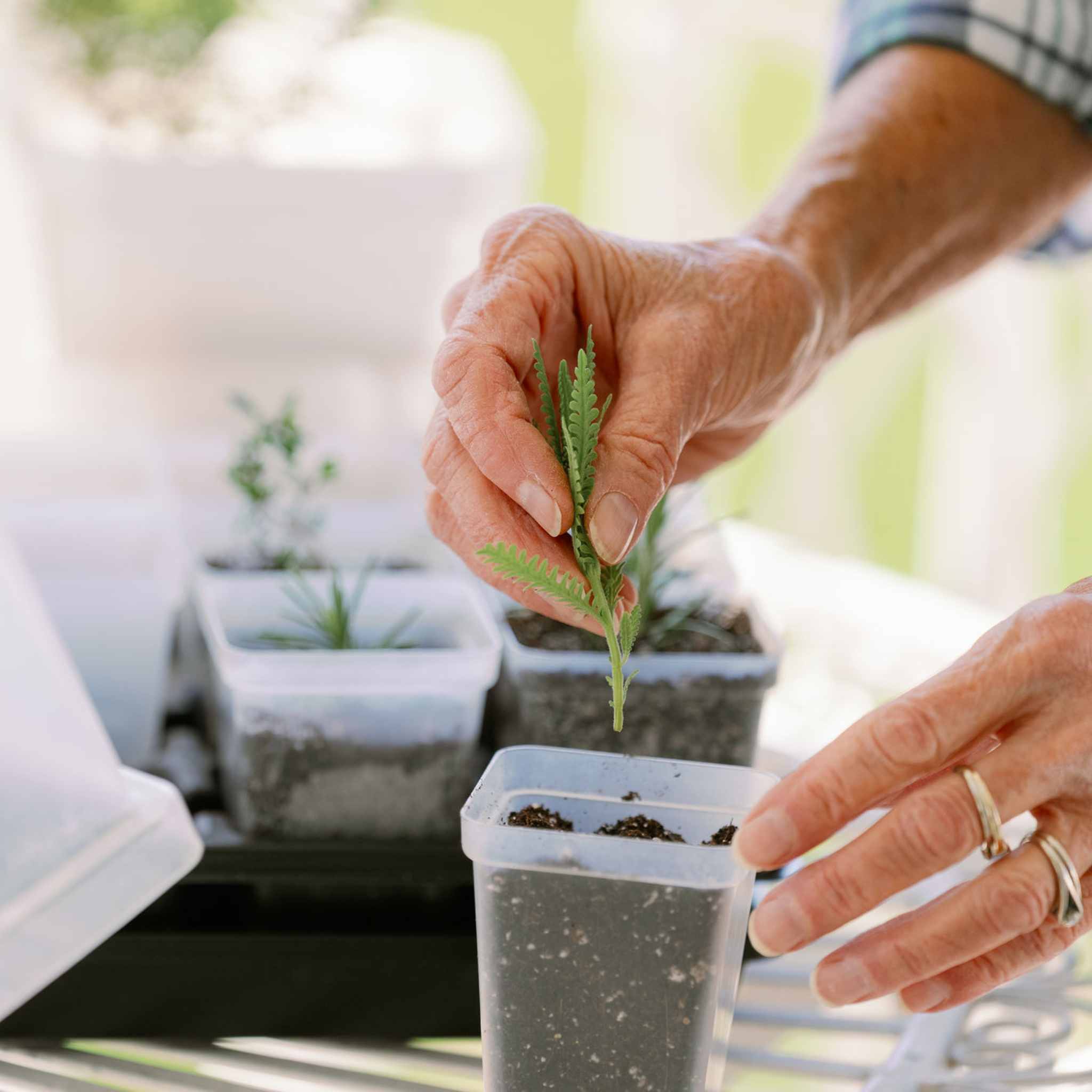 Propagation Kit | For Cuttings, Seedlings and More