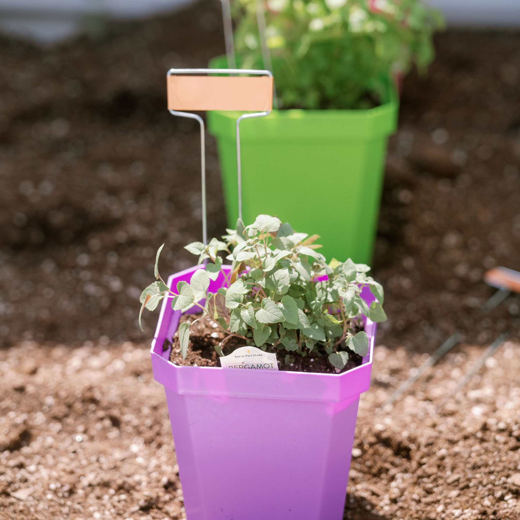 5" Nursery Pots with Insert Tray