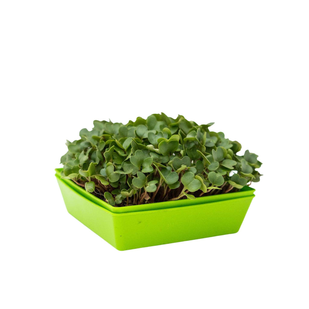 5X5 Extra Strength Shallow Microgreen Trays