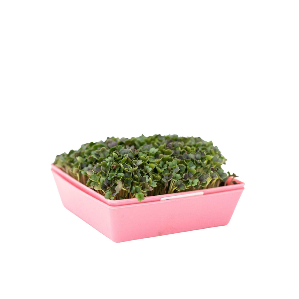5X5 Extra Strength Shallow Microgreen Trays