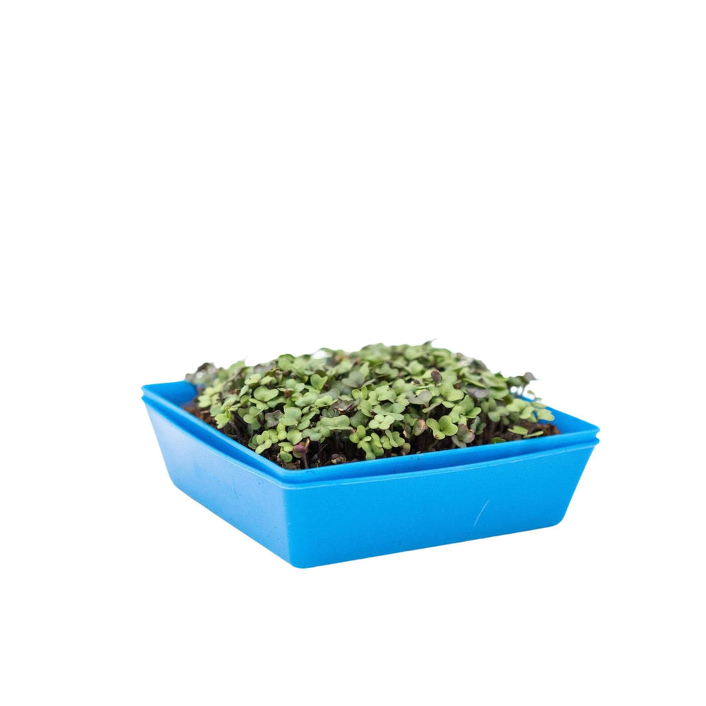 5X5 Extra Strength Shallow Microgreen Trays