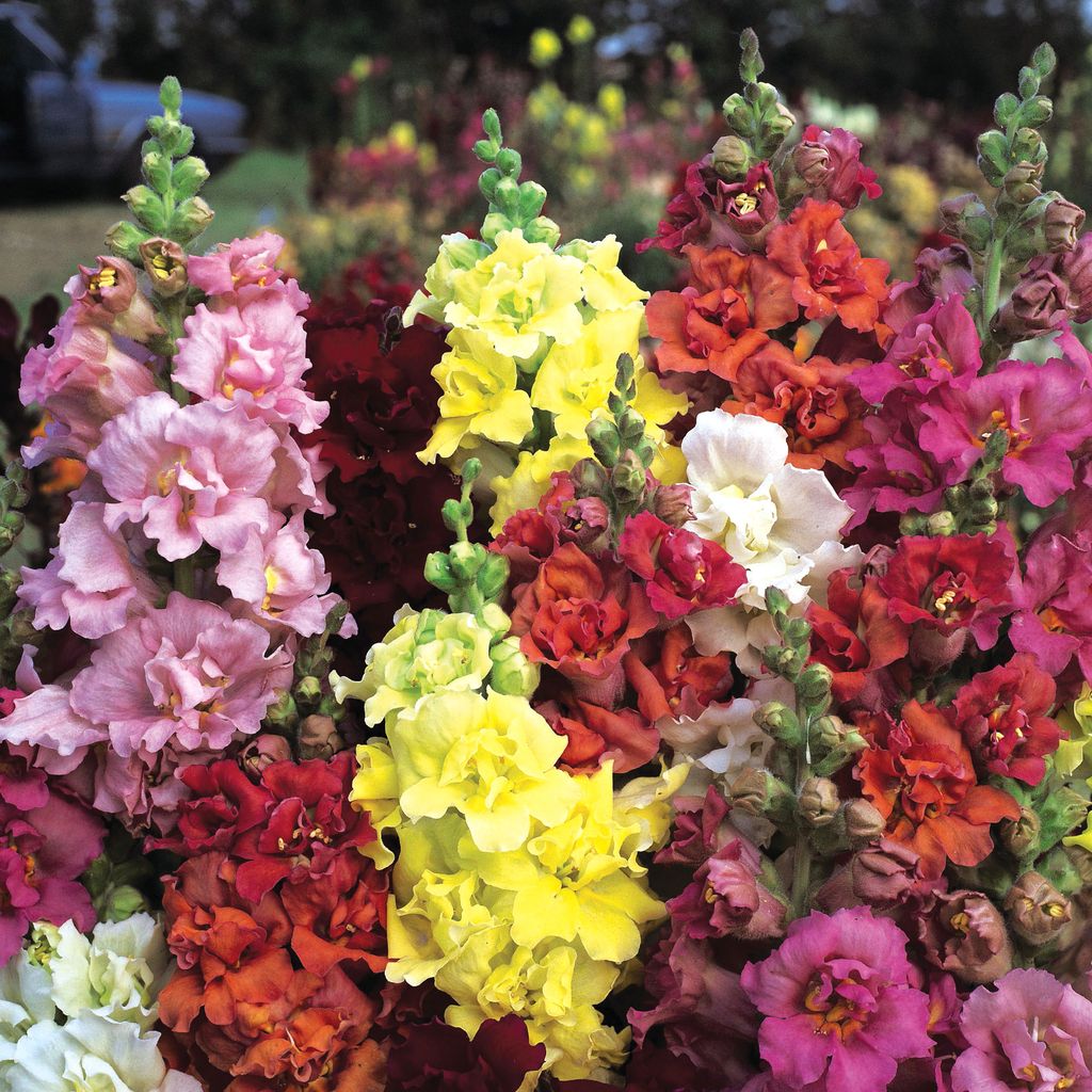 25 Double MADAME BUTTERFLY SNAPDRAGON Mixed Colors Antirrhinum Majus Flower Seeds