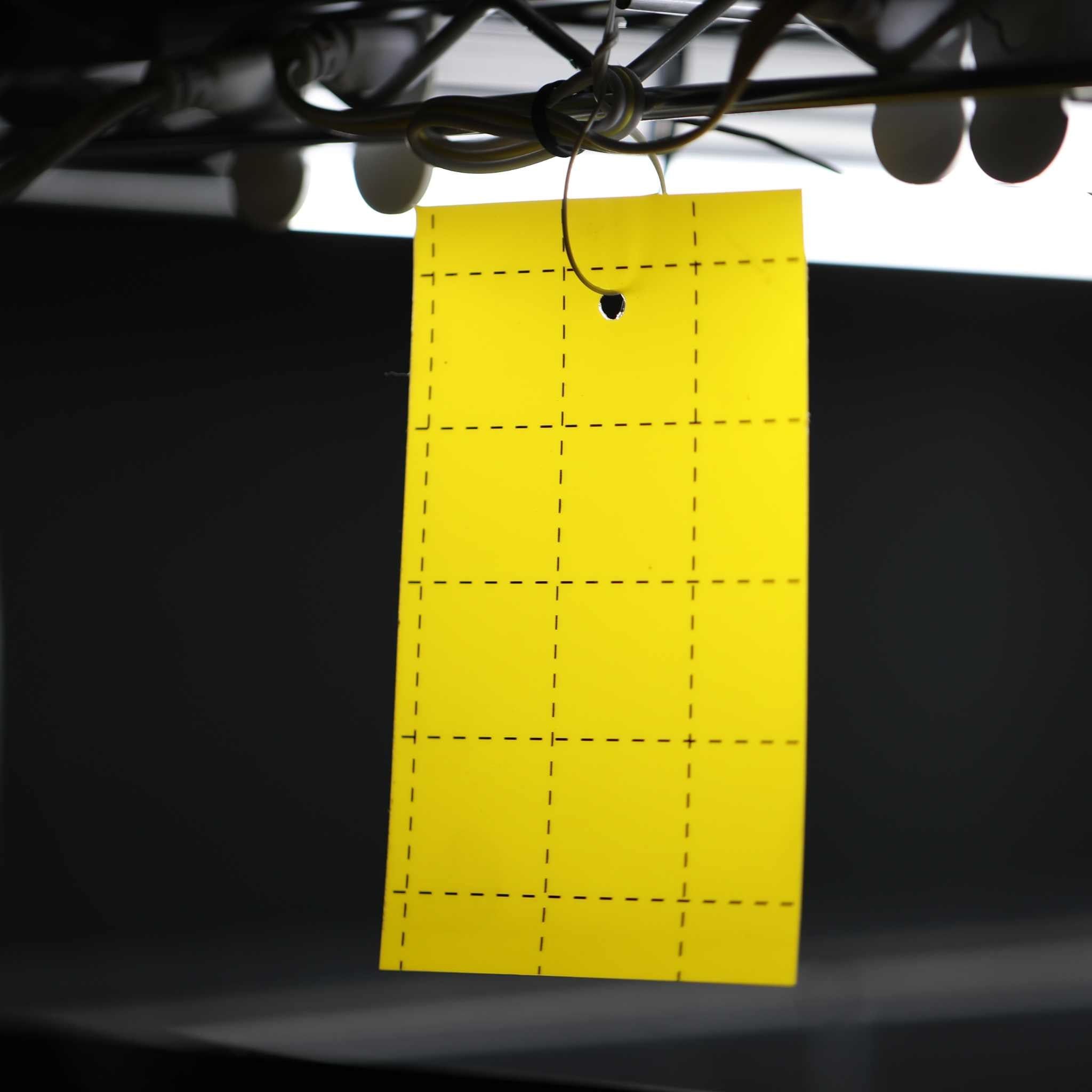 Pest Control Sticky Trap Cards