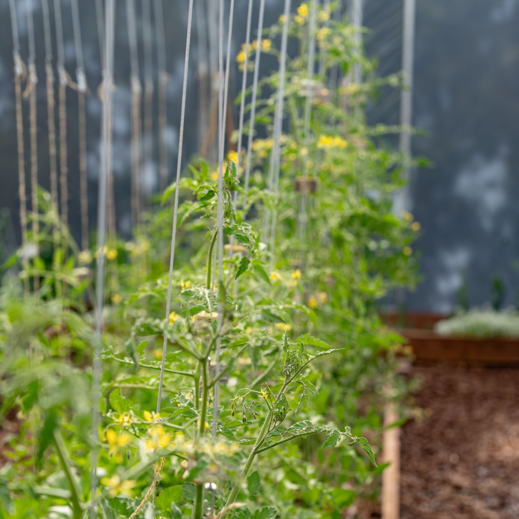 Qlipr Trellising System