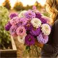 Blueberry Cheesecake Zinnia – 100 Seeds