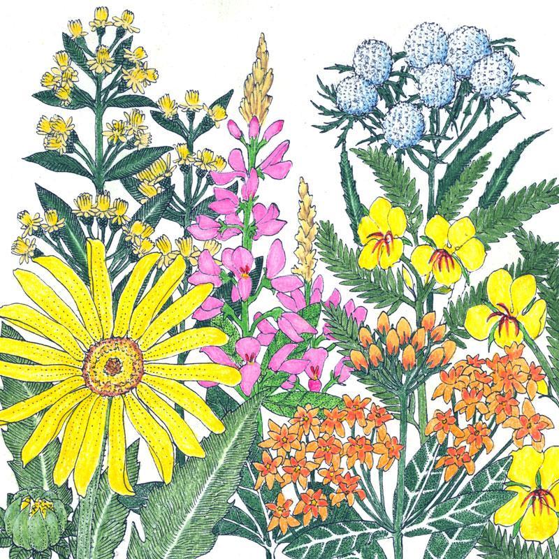 Clay Soil Loving Native Wildflower Mix (1/4 lb)