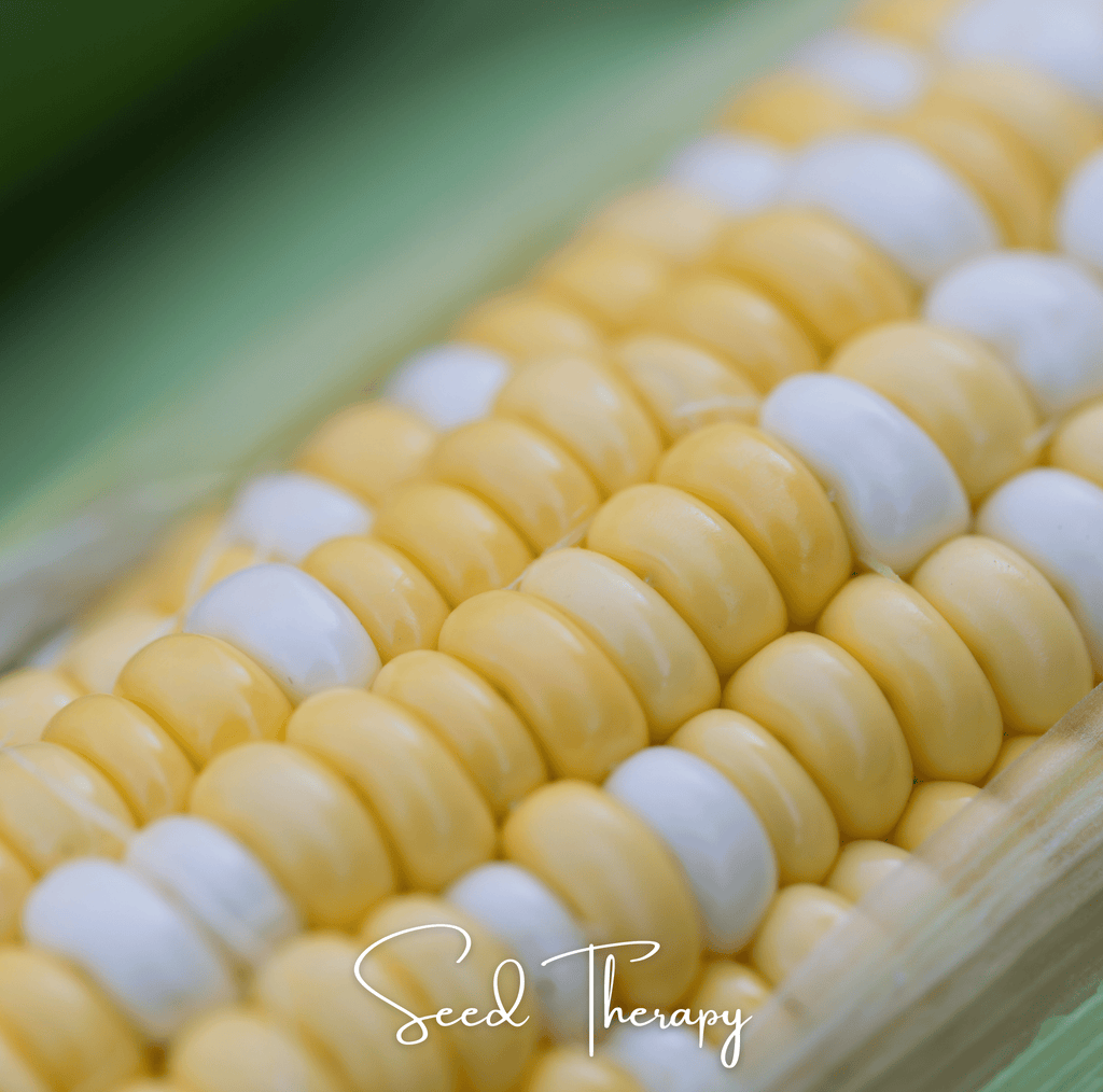 Peaches & Cream Corn – 30 Seeds