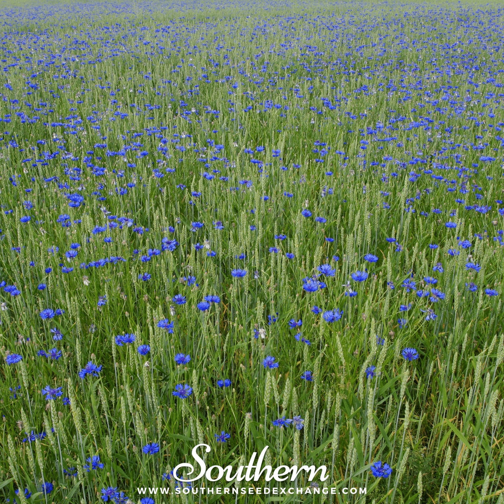 Tall Blue Cornflower – 100 Seeds