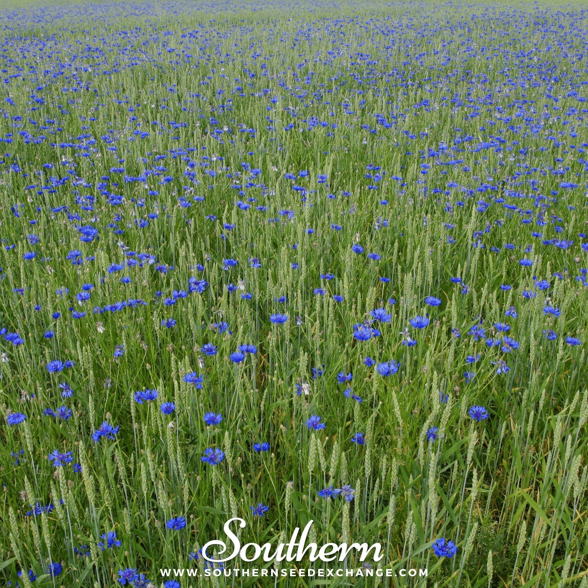 Tall Blue Cornflower – 100 Seeds