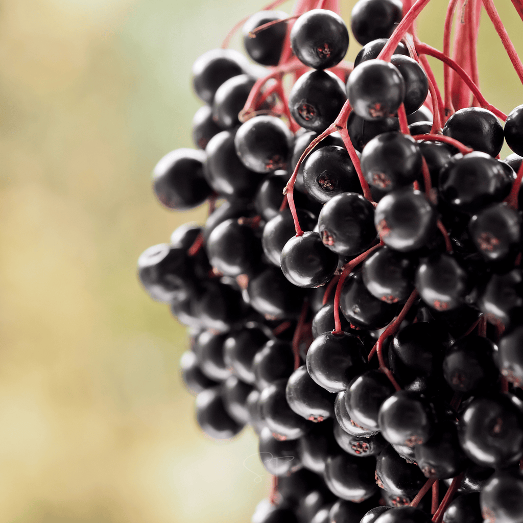 Elderberry Seed Collection (American Black • Red • Blue)