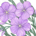Flax, Blue (1/4 lb)