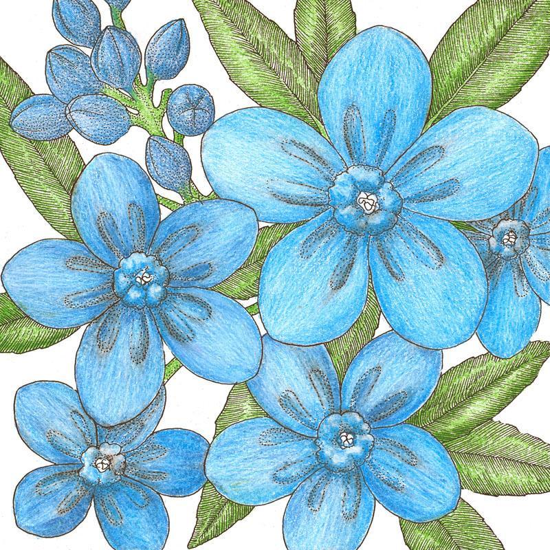 Forget-Me-Not, Chinese (1/4 lb)