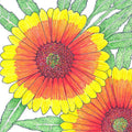 Gaillardia, Indian Blanket (1/4 lb)
