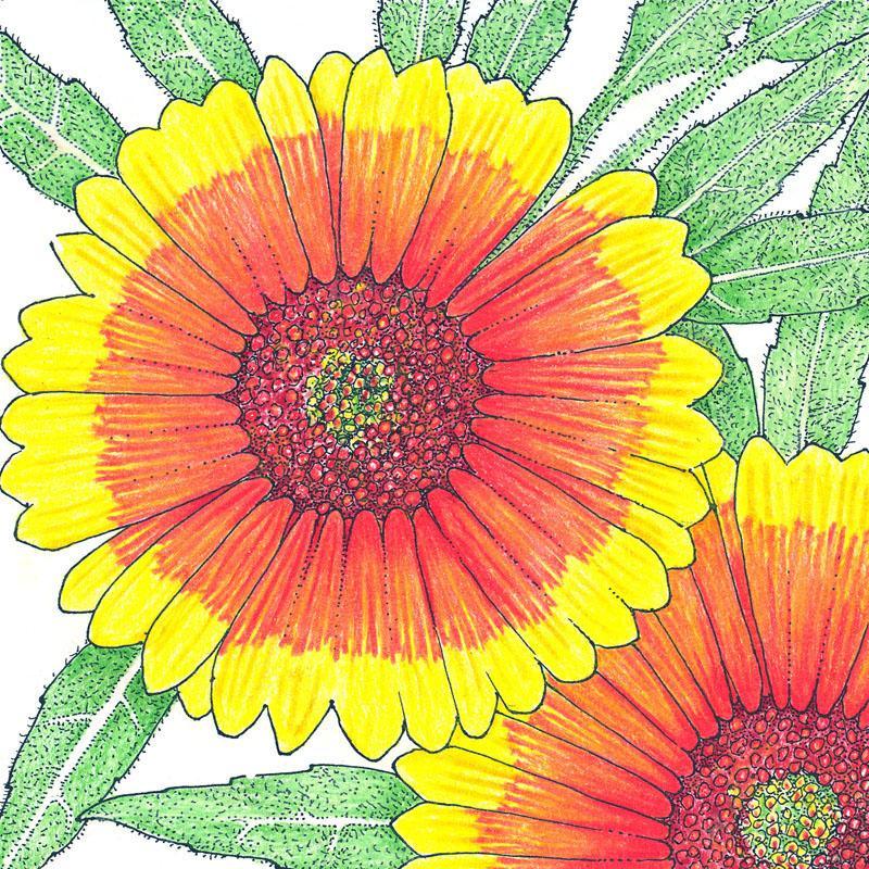 Gaillardia, Indian Blanket (1/4 lb)