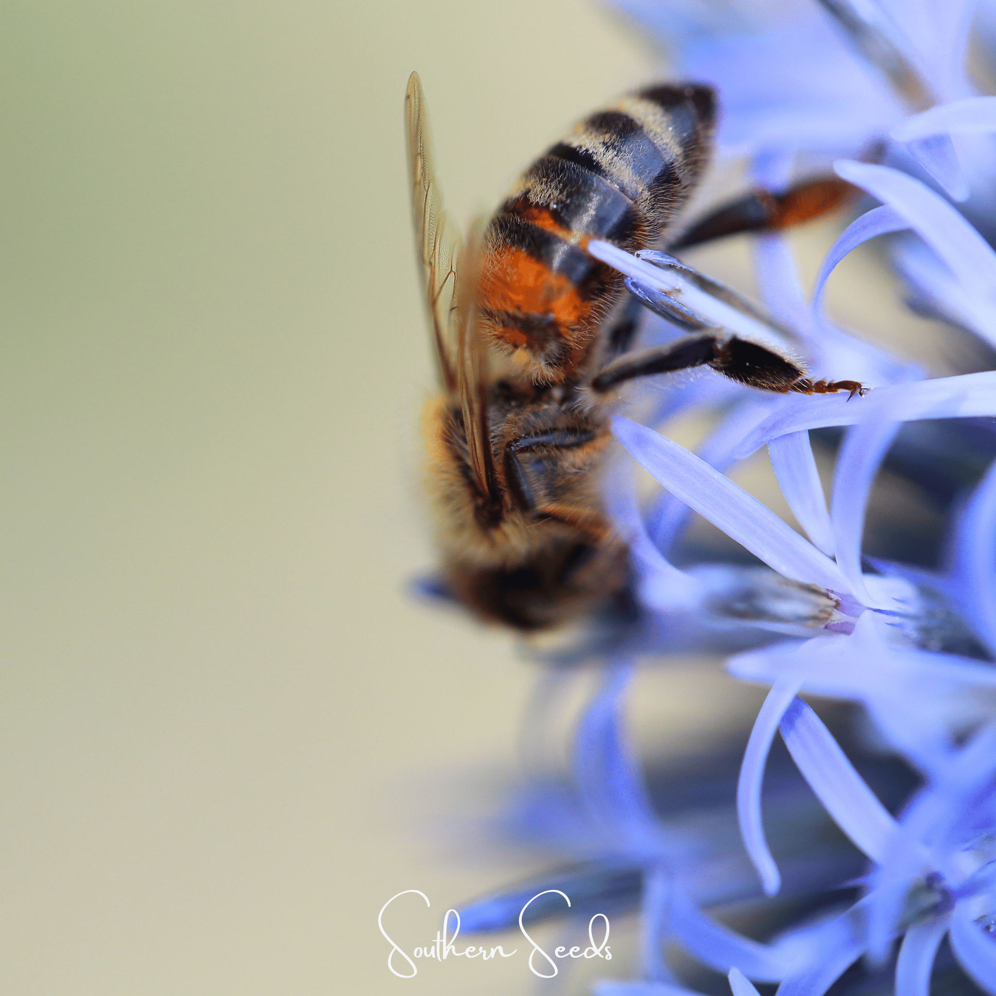 Southern Globe Thistle – 25 Seeds
