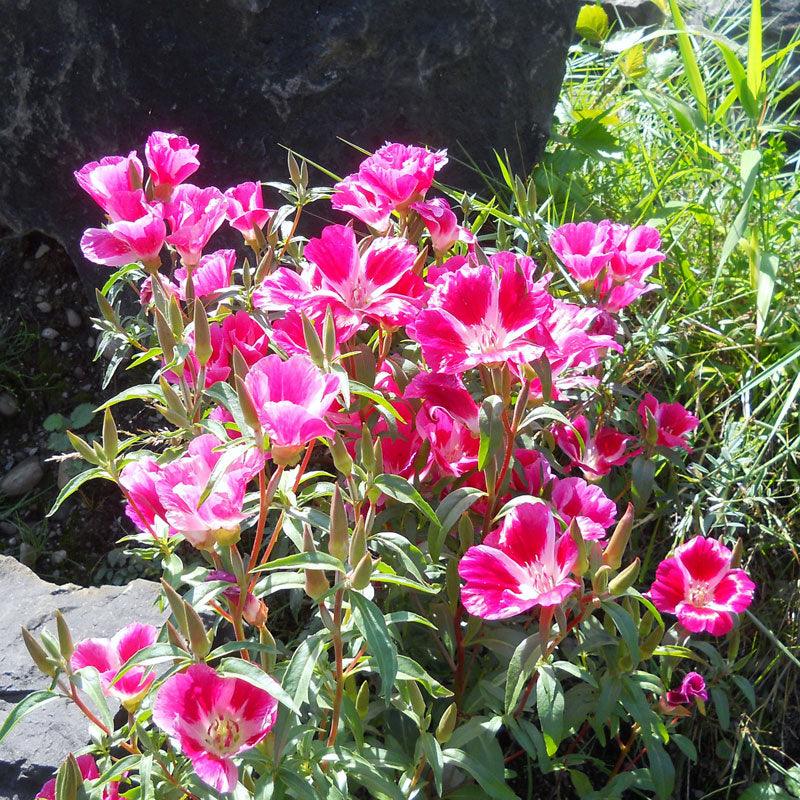 Godetia, Semi-Tall Single Mix (pack)
