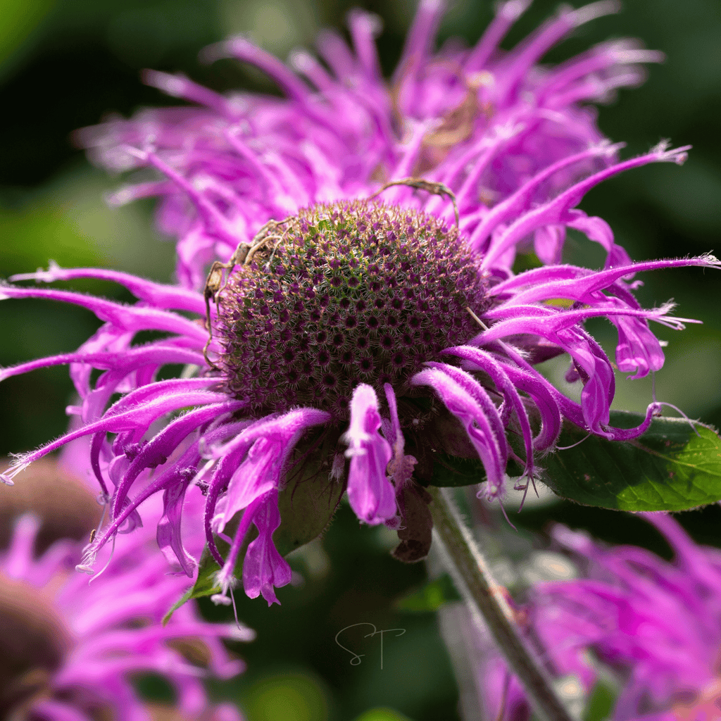 Monarda Bee Balm Mix – 20 Seeds