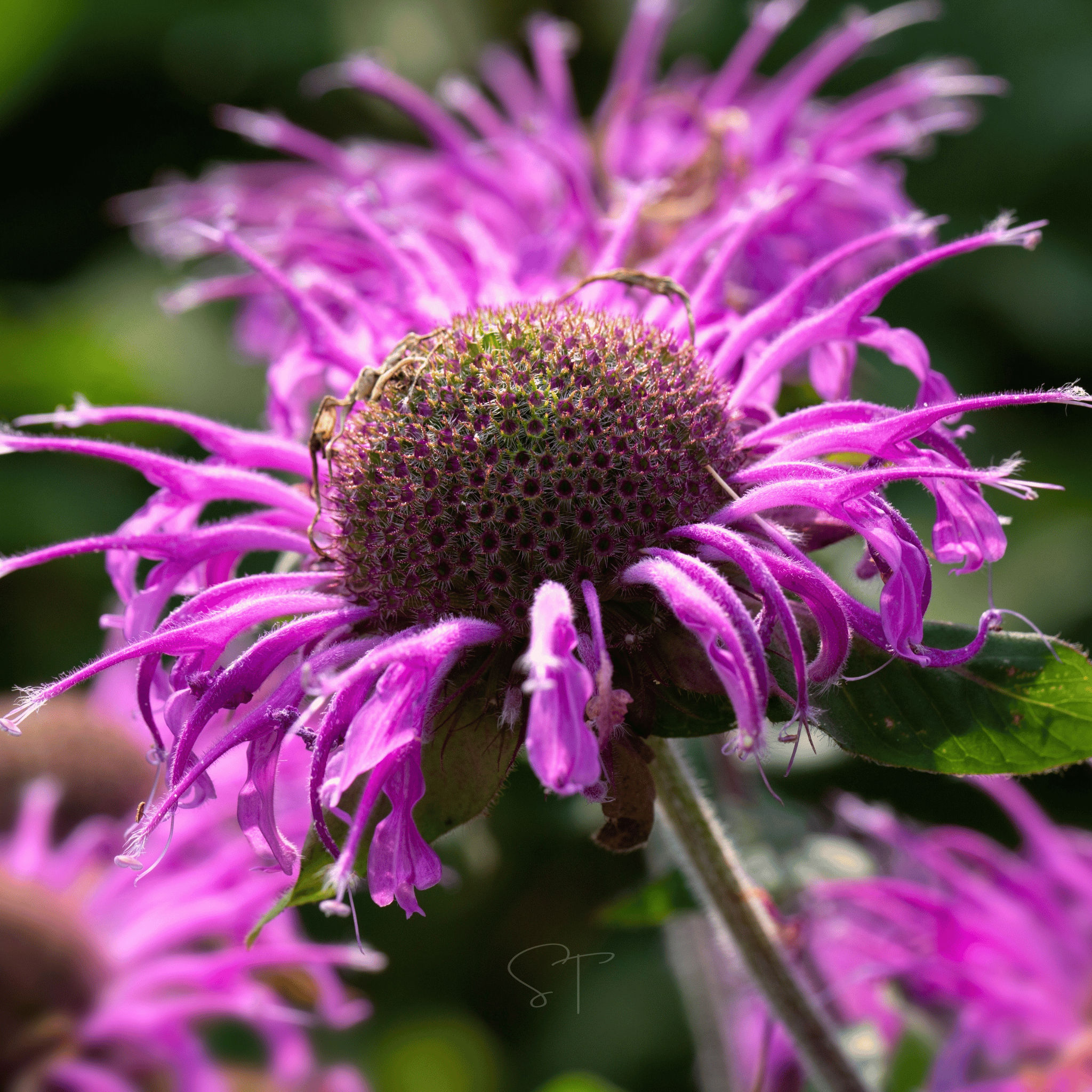 Monarda Bee Balm Mix – 20 Seeds