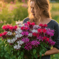 Monarda Bee Balm Mix – 20 Seeds