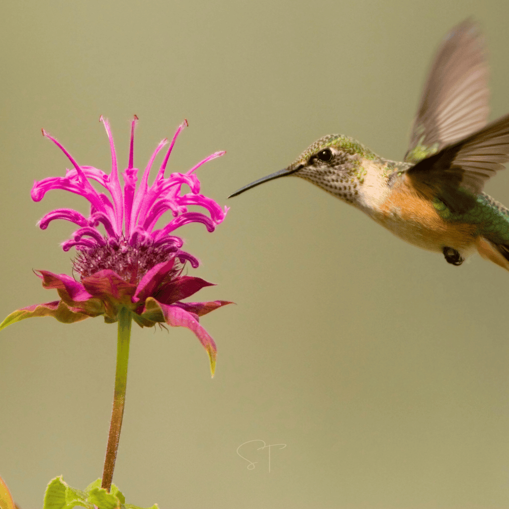 Monarda Bee Balm Mix – 20 Seeds