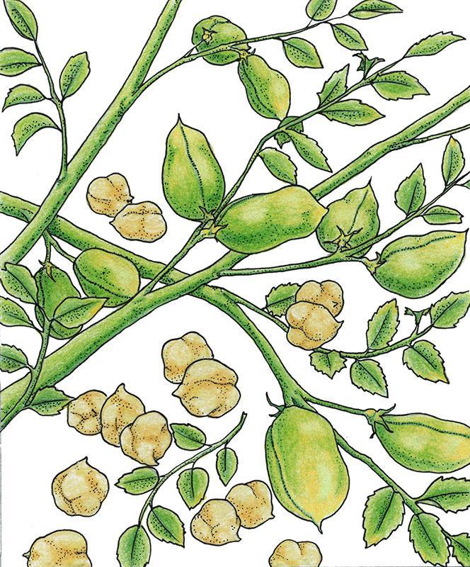 Garbanzo Golden Dragon Bush Bean Seeds (Organic)