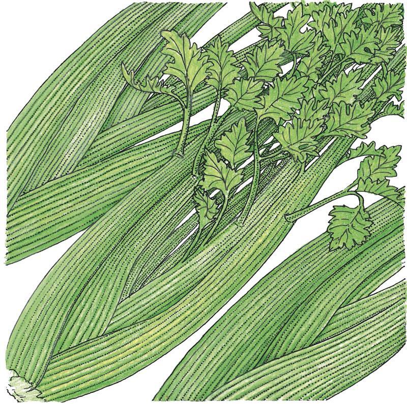 Tall Utah Celery Seeds (Organic)