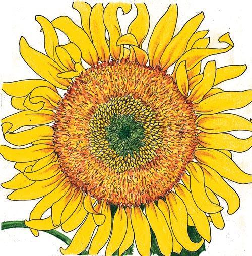Russian Mammoth Sunflower Seeds (Organic)