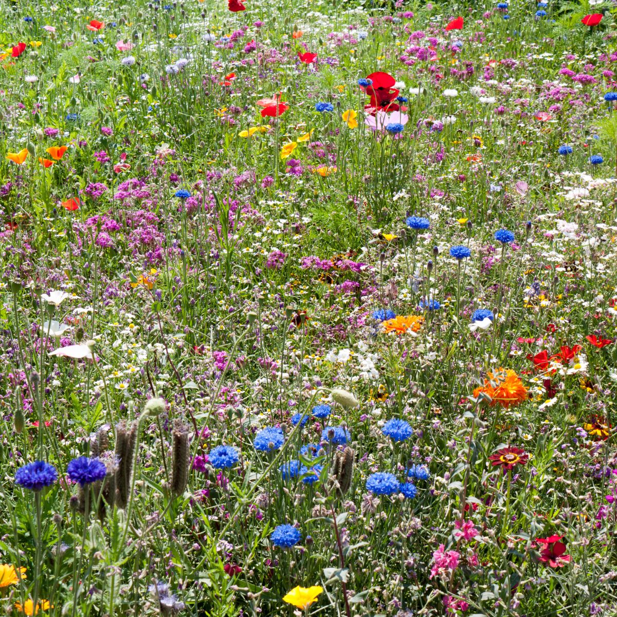 Midwest Wildflower Garden Confetti Seed Balls