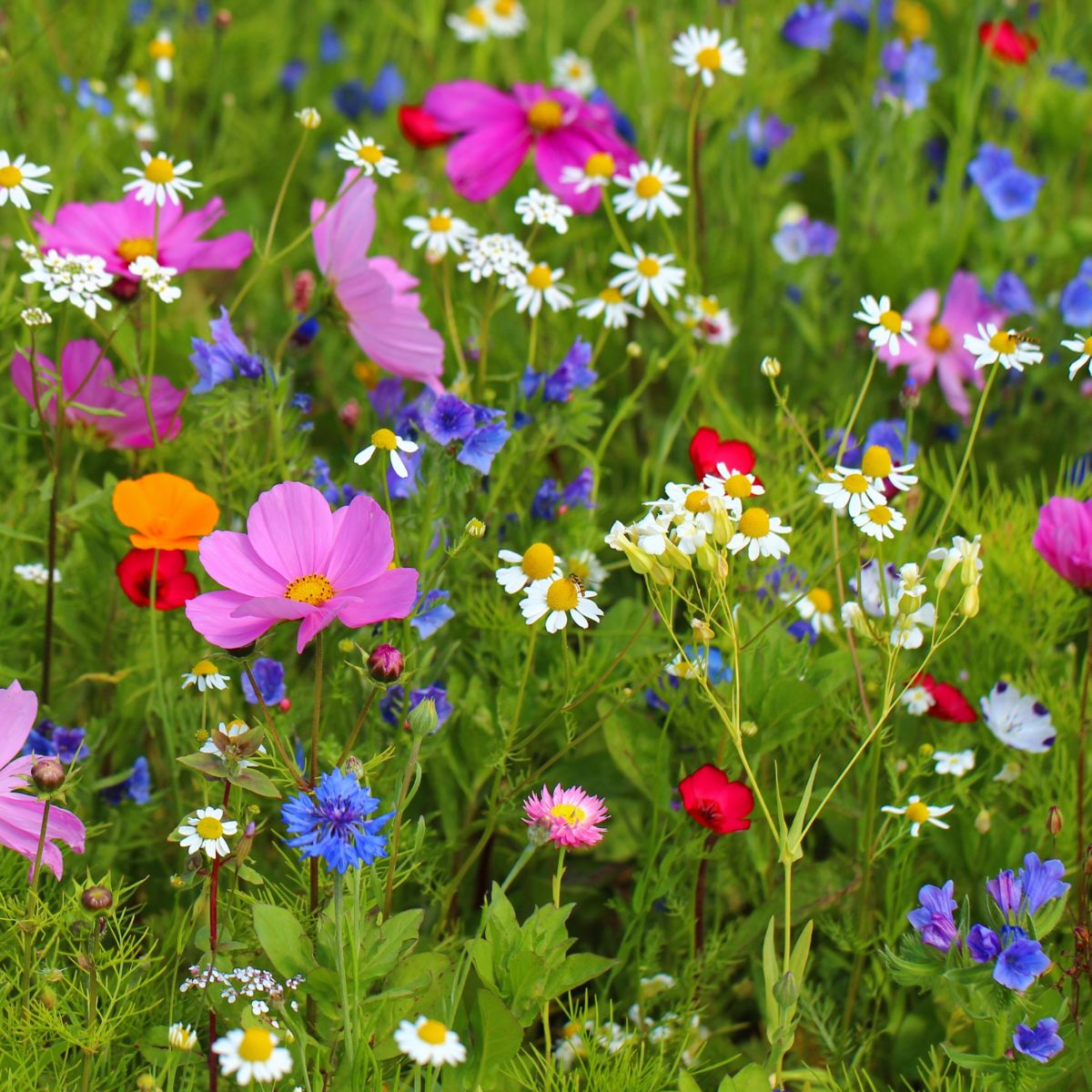 Midwest Wildflower Garden Confetti Seed Balls