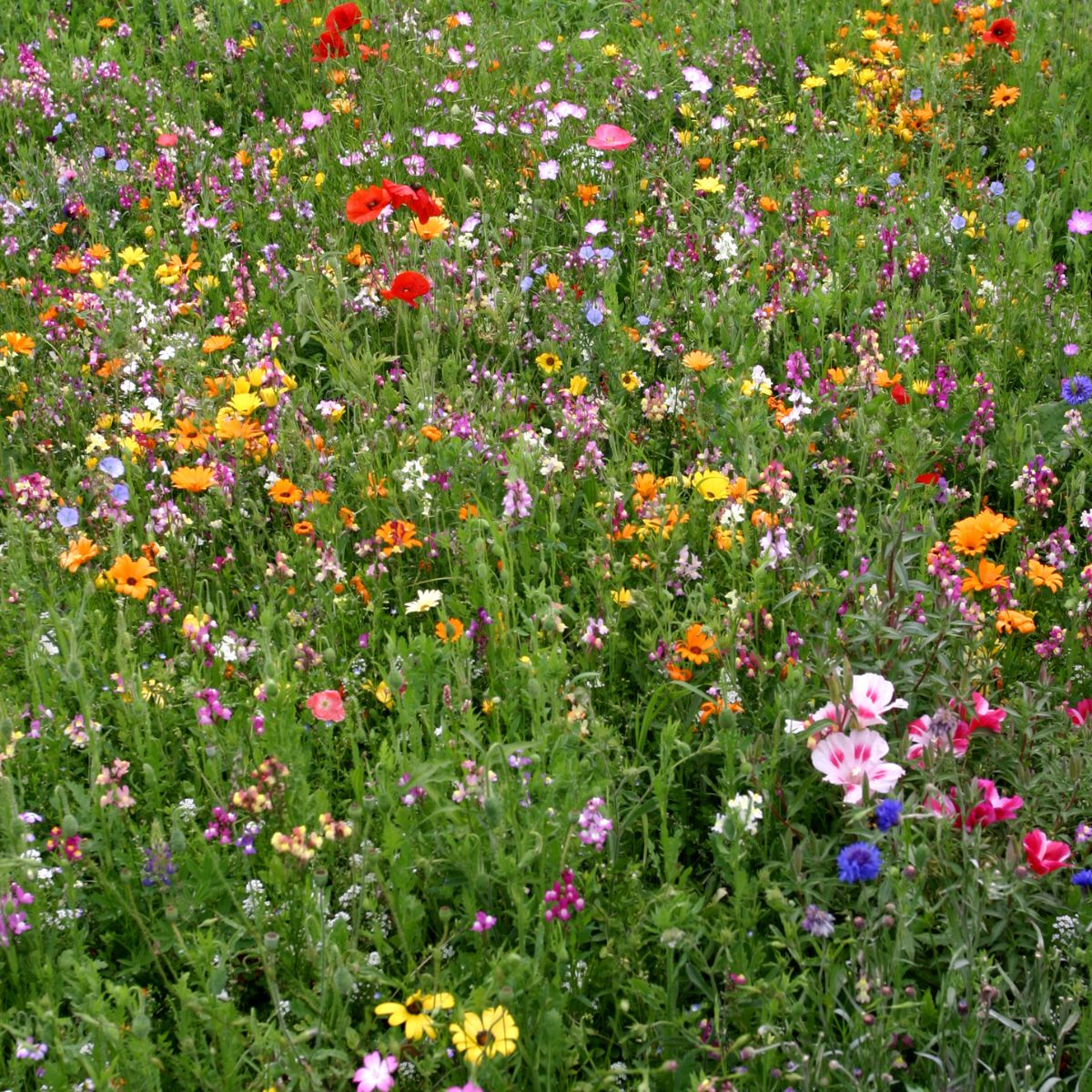 Midwest Wildflower Garden Confetti Seed Balls