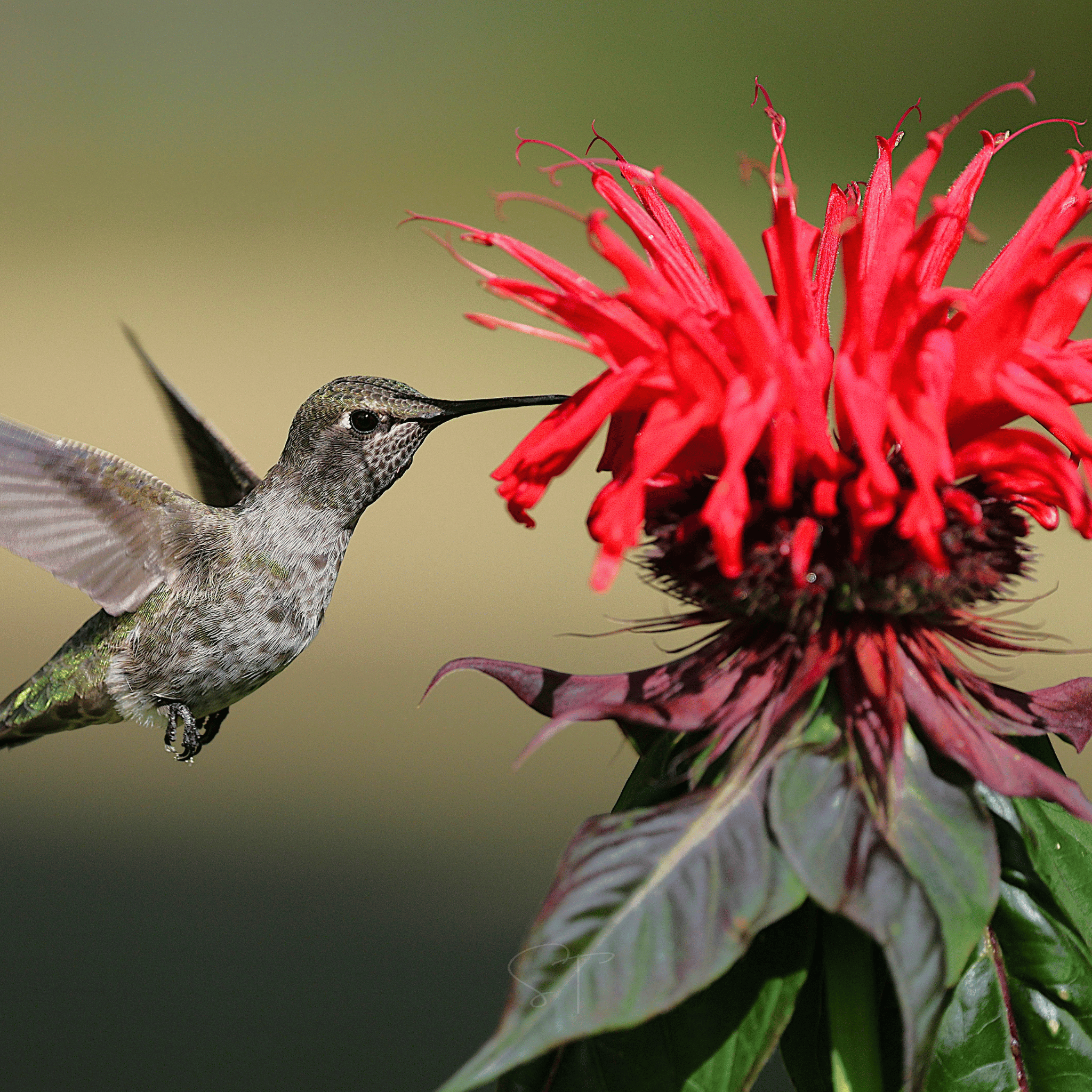 Scarlet Bee Balm – 20 Seeds