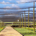Sungrower Shade Cloth - 40' x 50'