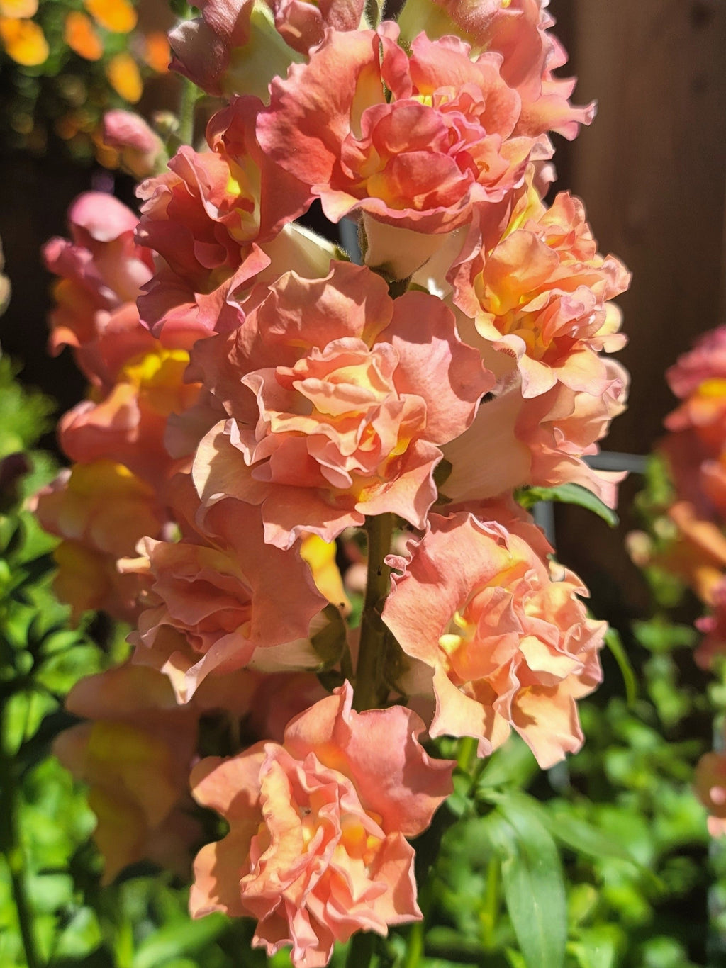 25 Double MADAME BUTTERFLY SNAPDRAGON Mixed Colors Antirrhinum Majus Flower Seeds